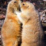 赏金女王的职业道德:诚信与责任感的体现 5ypxd1xuy