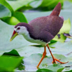 赏金女王的社群建设:如何打造支持网络 8nivrp5