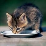 从零开始,如何在赏金大对决中崭露头角 a7fu0p803g