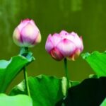 在赏金大对决中,智谋与勇气的较量 e8le0ej59