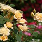 庆余年电游中不可错过的节日活动与奖励 ruar9941