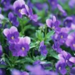 庆余年电游的日常任务与收益最大化技巧 vuxjd